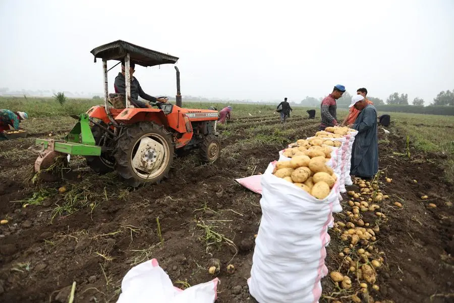 Egypt, GIZ, IFAD partner to drive climate-resilient agriculture under NWFE programme