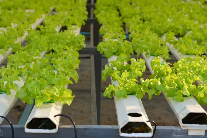 UAE agritech firm Armela eyes new crops as it scales high-tech farming